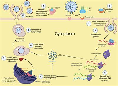 Neurological Aspects of SARS-CoV-2 Infection: Mechanisms and Manifestations